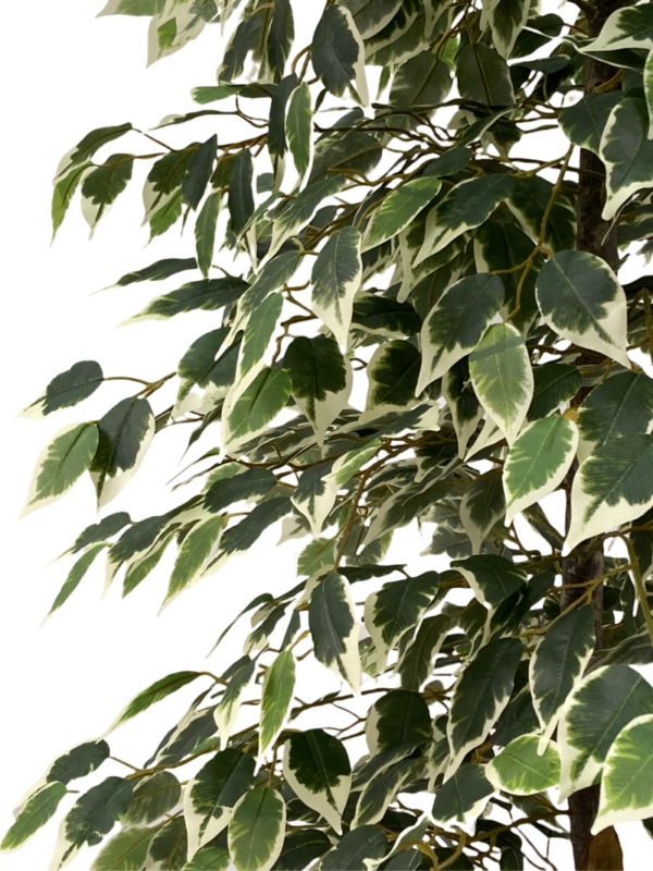 Ficus artificiale 180 cm, 1344 foglie