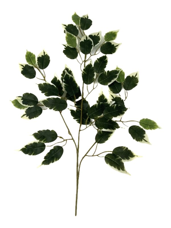 Ramo Ficus Variegato 12 Pezzi