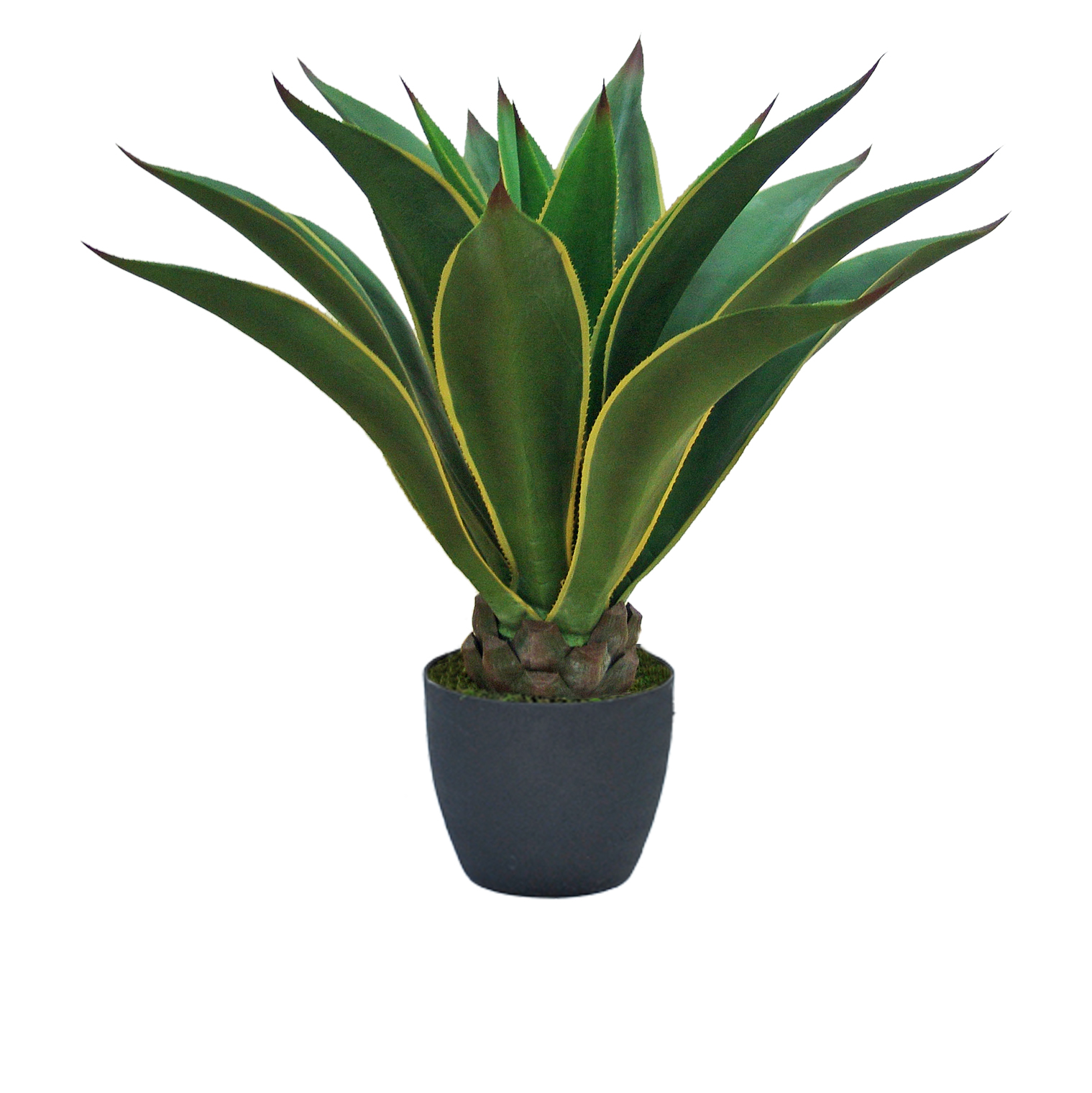 agave variegata
