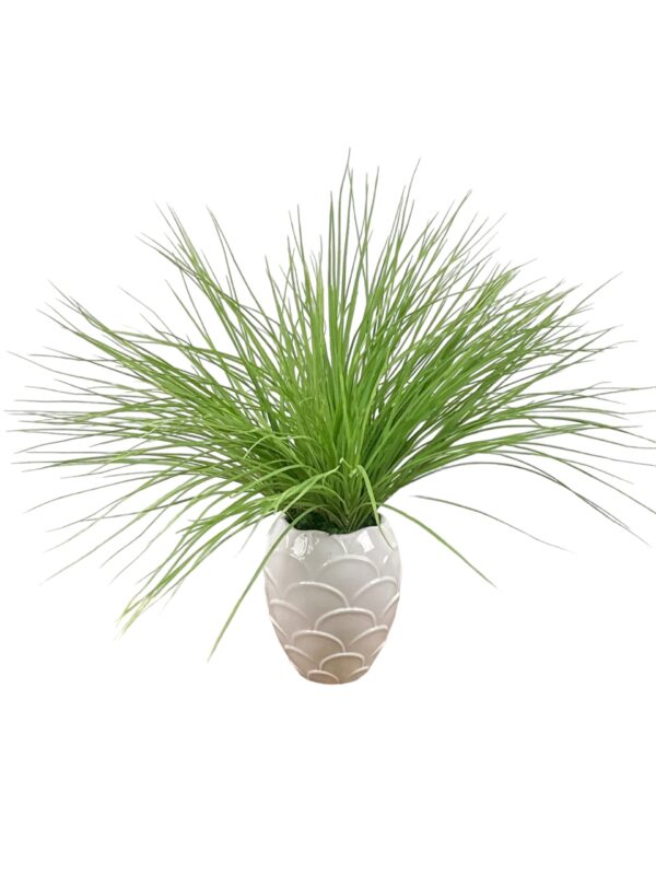 Onio Grass Erbetta Cipollina