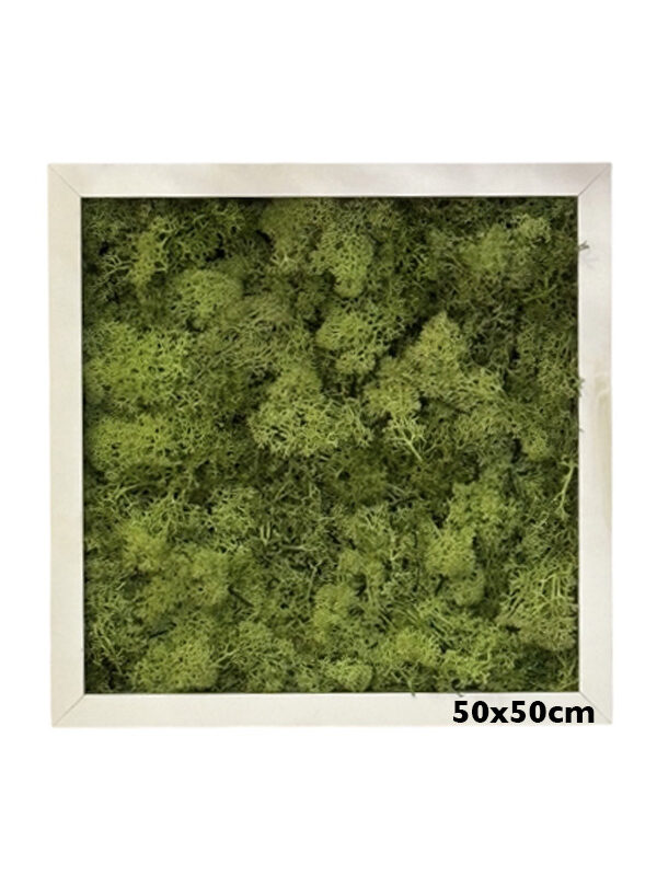 quadretto lichene naturale 50 x 50 cm my garden