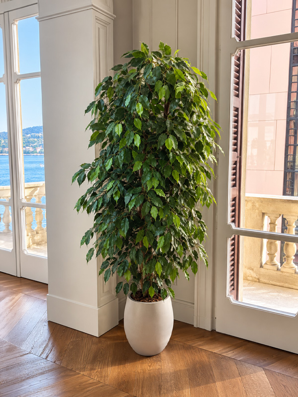 ficus benjamin verde artificiale di my garden napoli