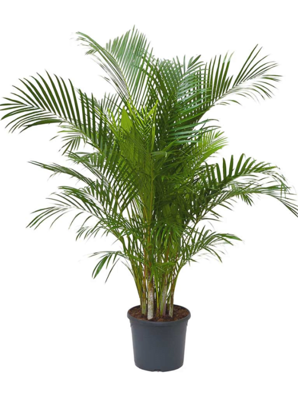 Kenzia Areca Artificiale 170cm