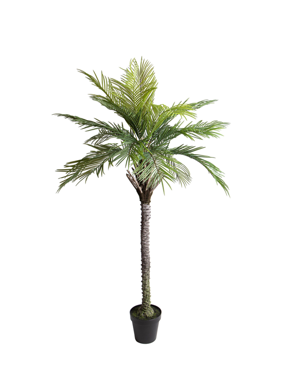 Palma Phoenix Artificiale 200cm