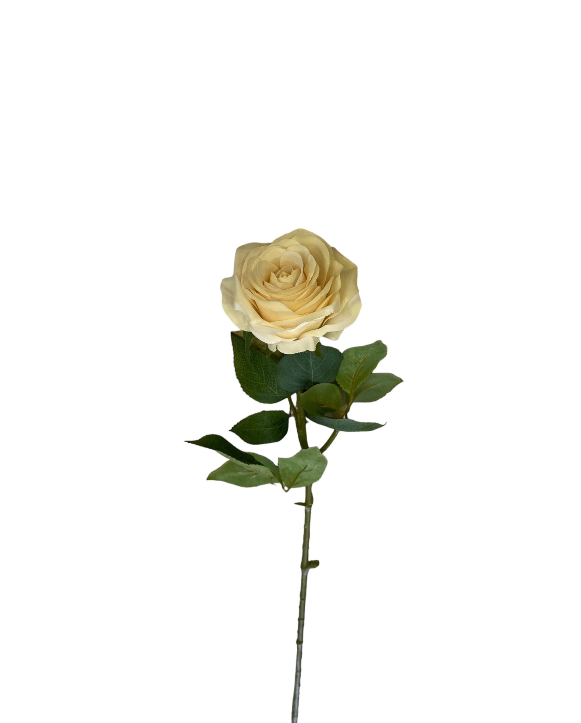 Rosa Artificiale Ecuador Crema