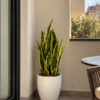 sansevieria artificiale di my garden napoli