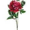 peonia fuxia