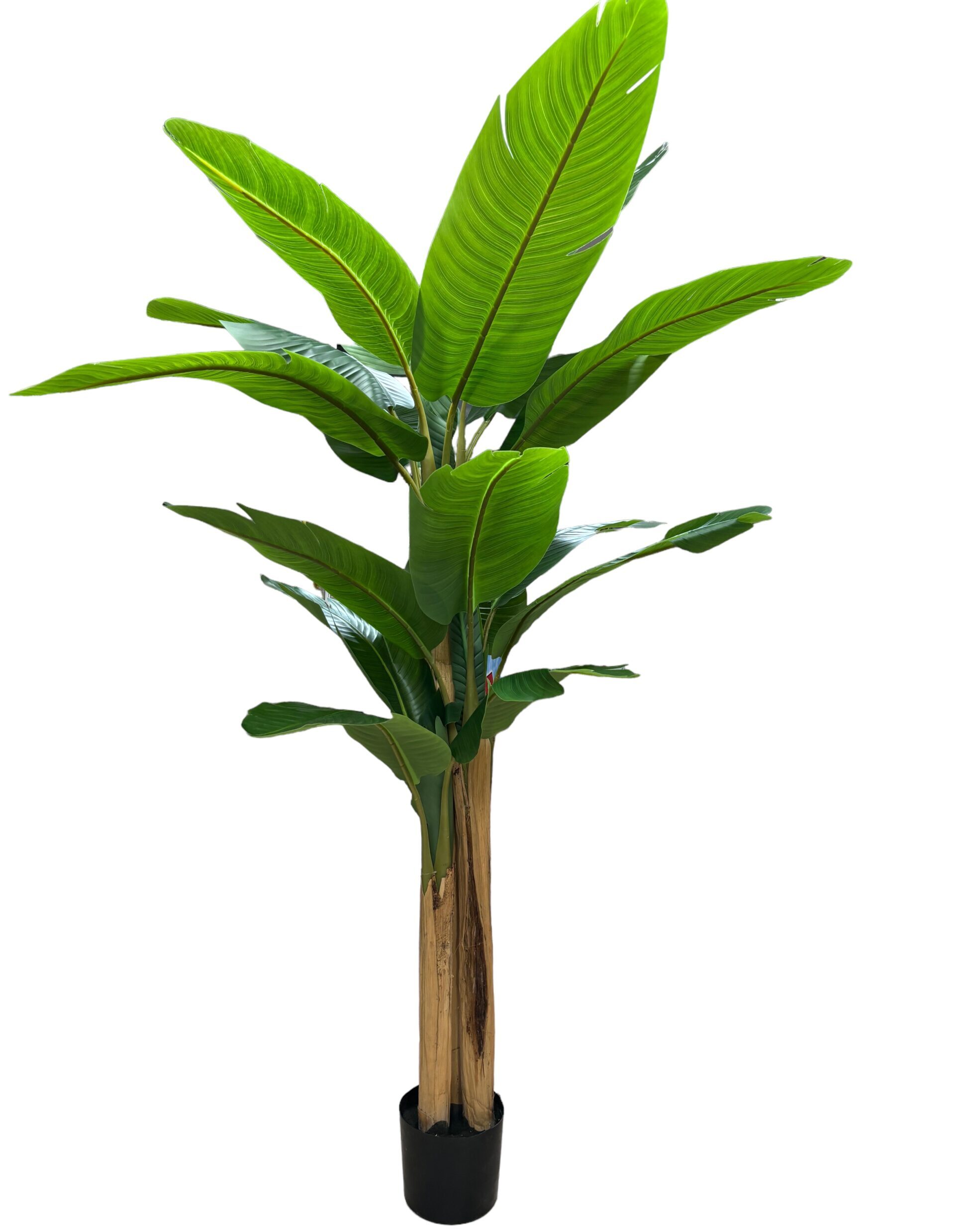 pianta di banano da esterno