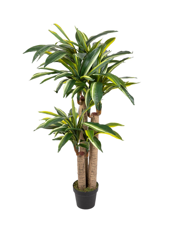 DRACENA TRONCO DELLA FELICITA 120CM VARIEGATO