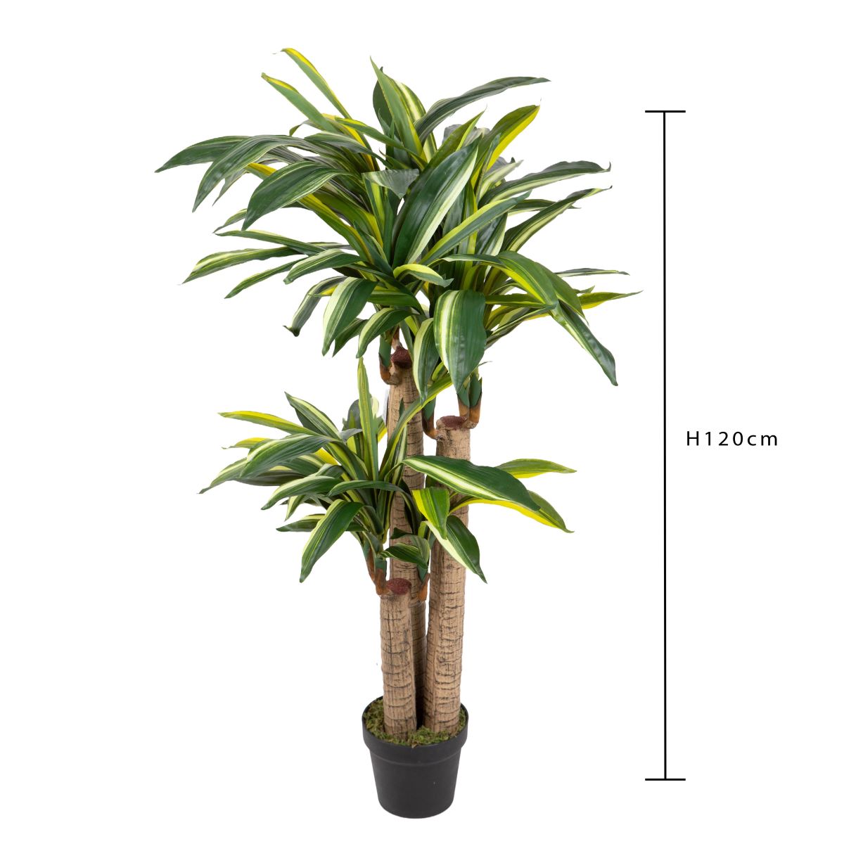 felicita
