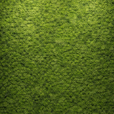 Parete in lichene naturale 100x100cm my garden