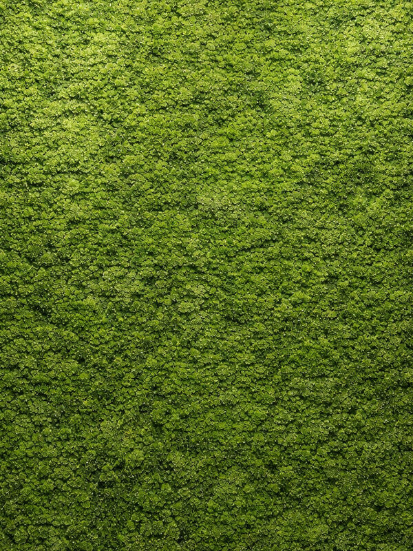 Parete in lichene naturale 100x100cm my garden