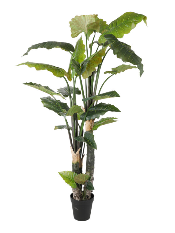 Alocasia Artificiale 260cm