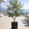 Ulivo artificial gigante per spazi indoor e outdoor