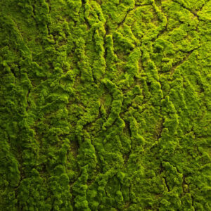 parete muschio artificiale 100 x 100 cm my garden