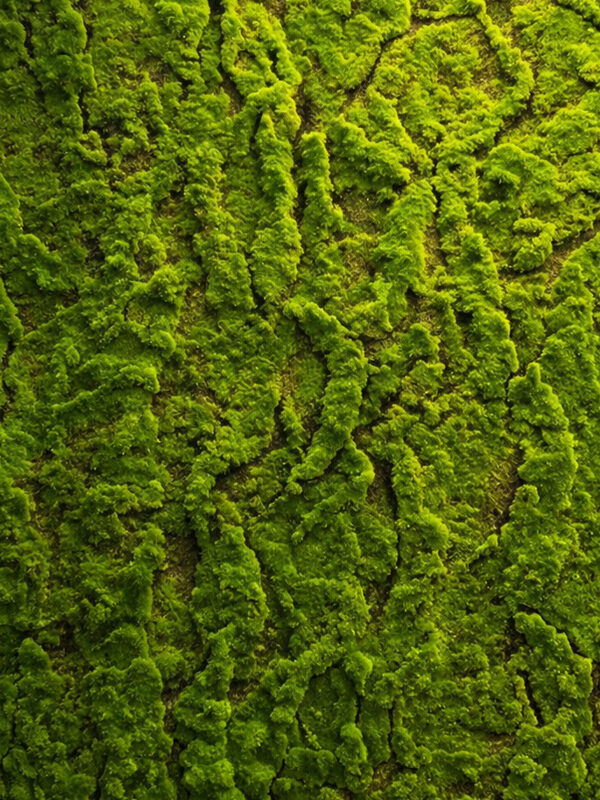 parete muschio artificiale 100 x 100 cm my garden