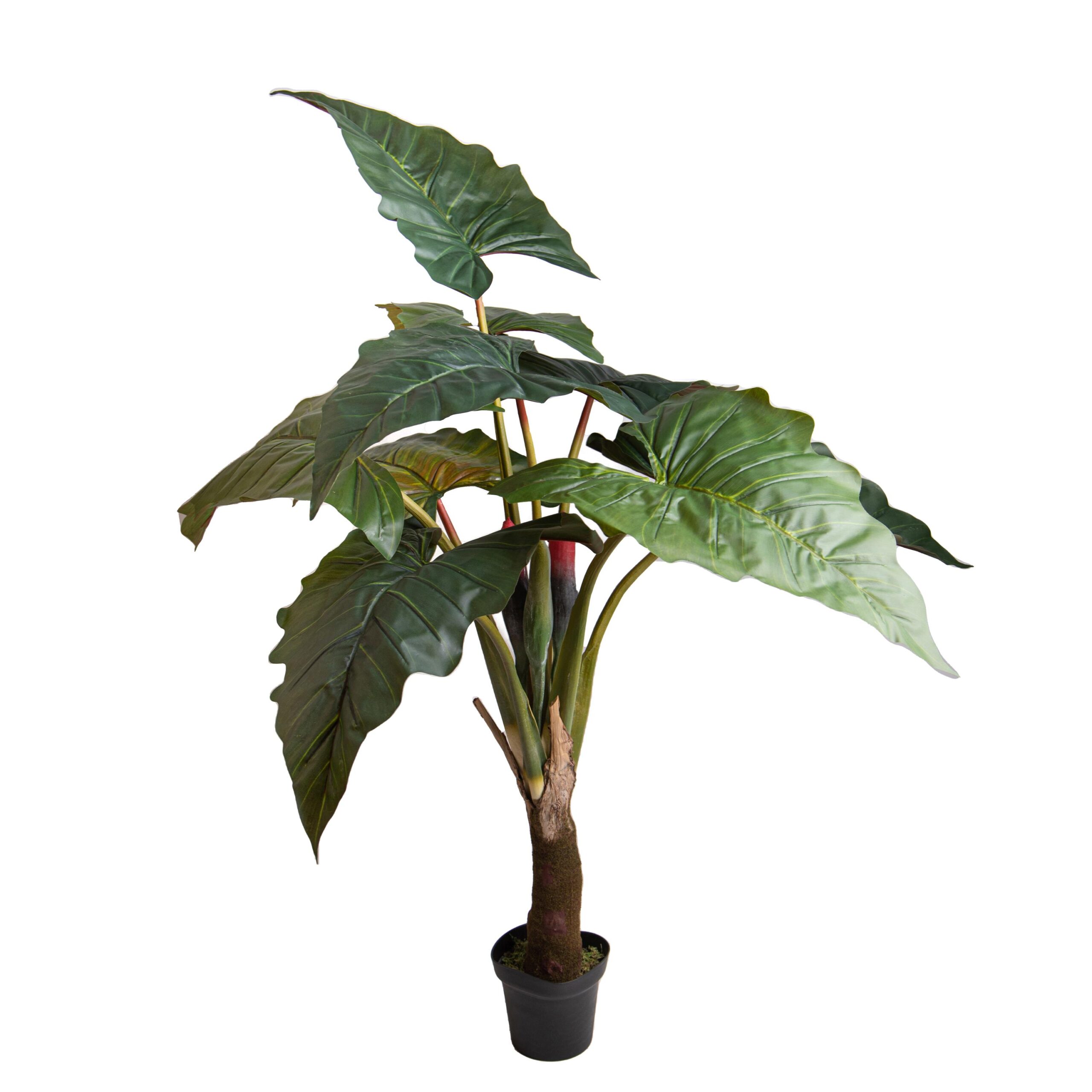 alocasia