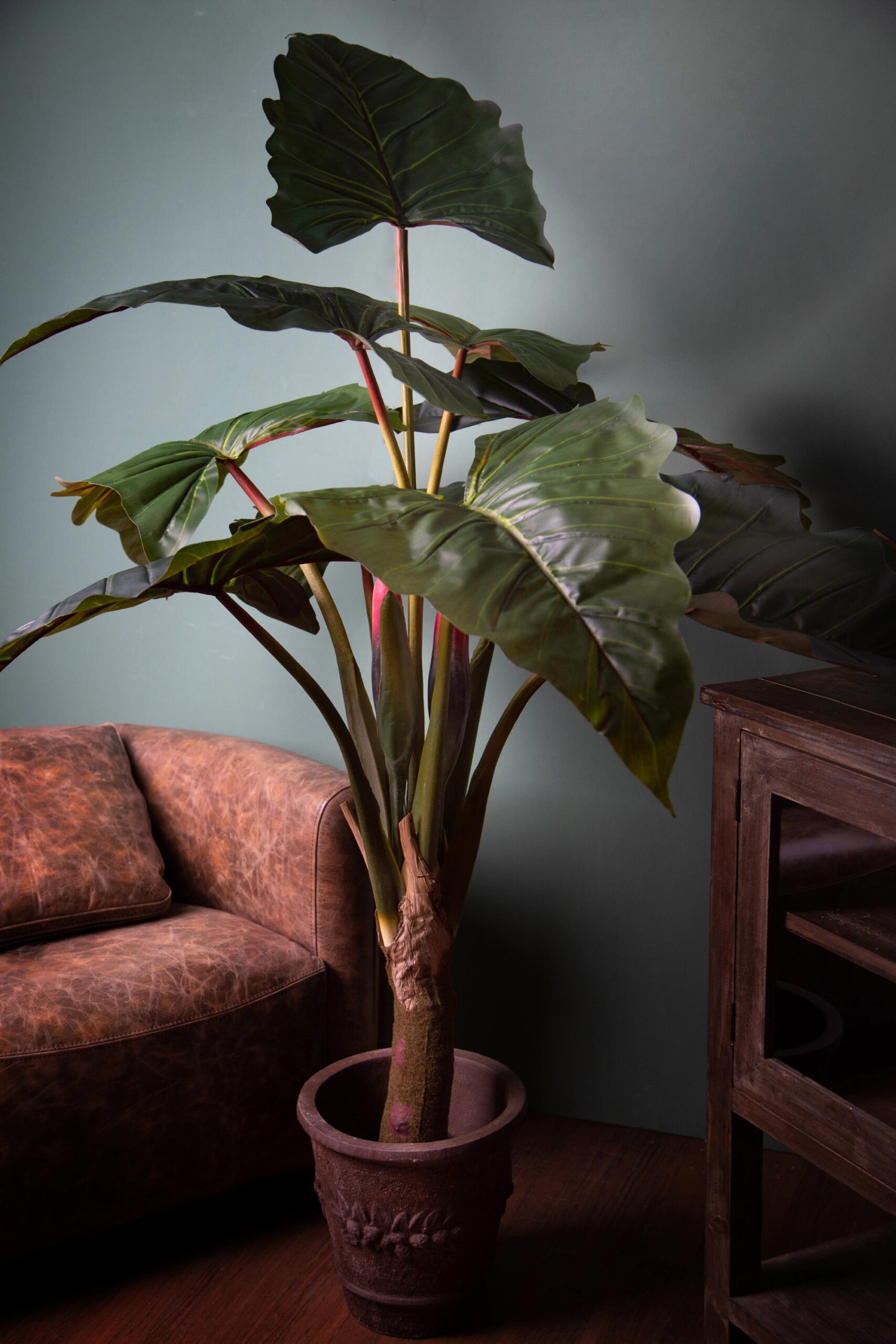 alocasia1