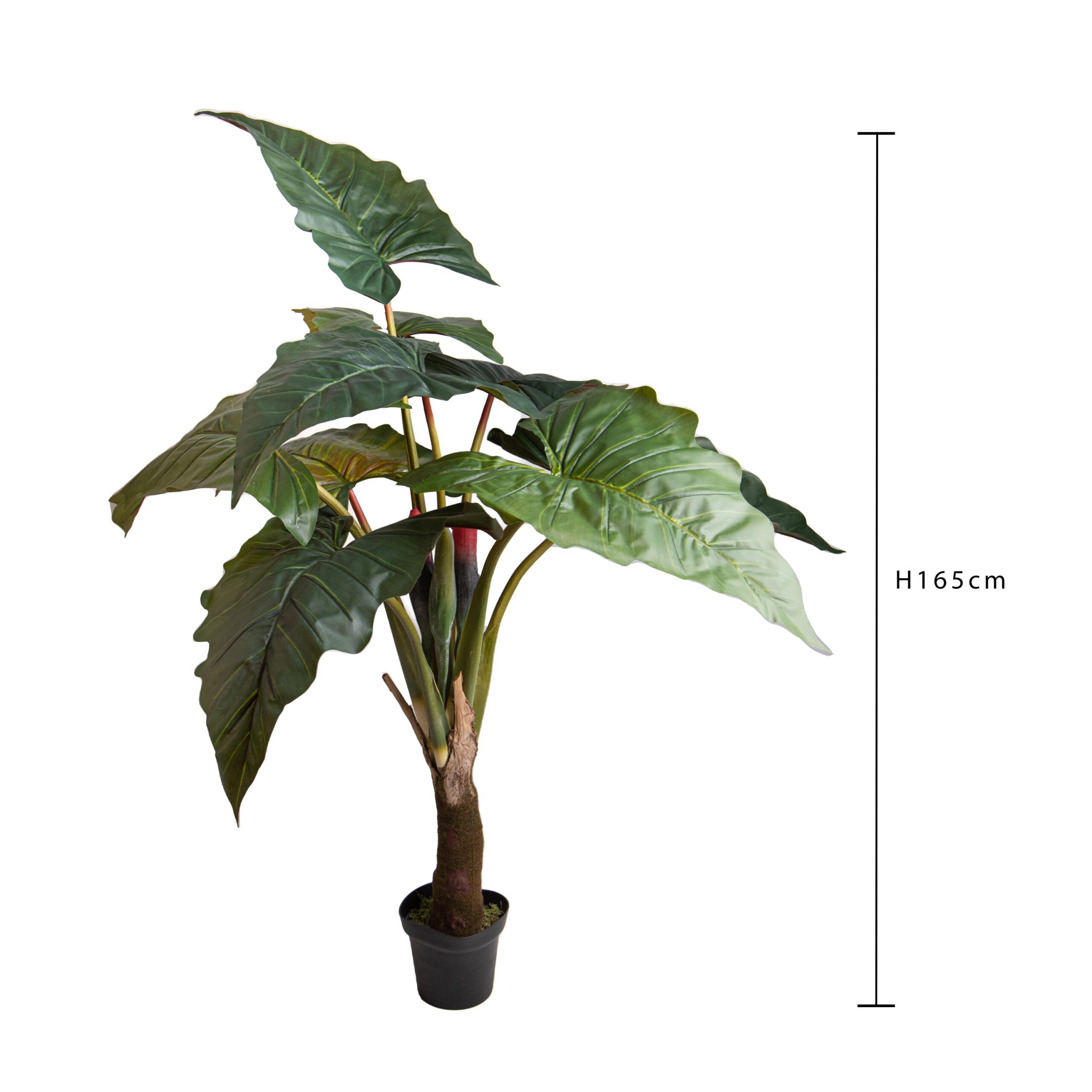 alocasia2