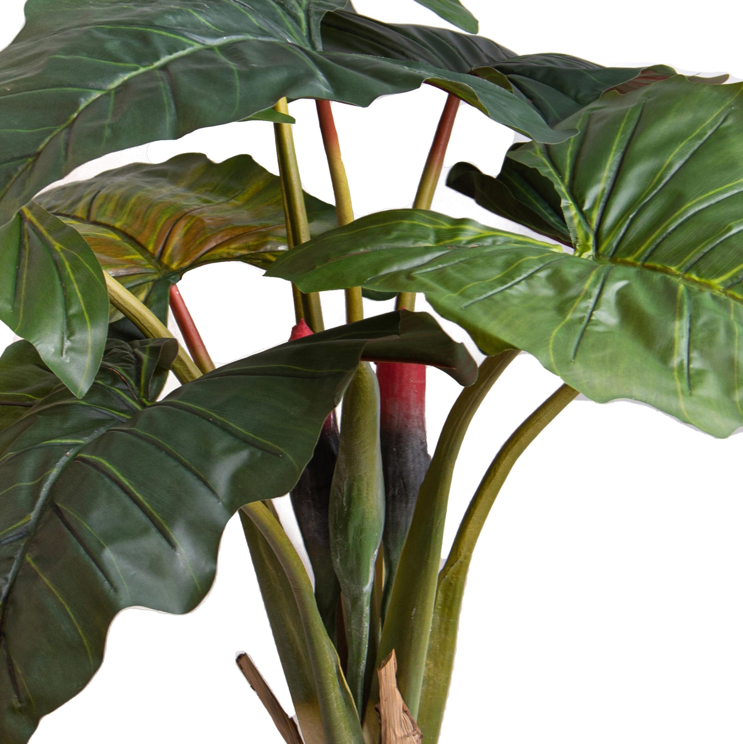 alocasia3