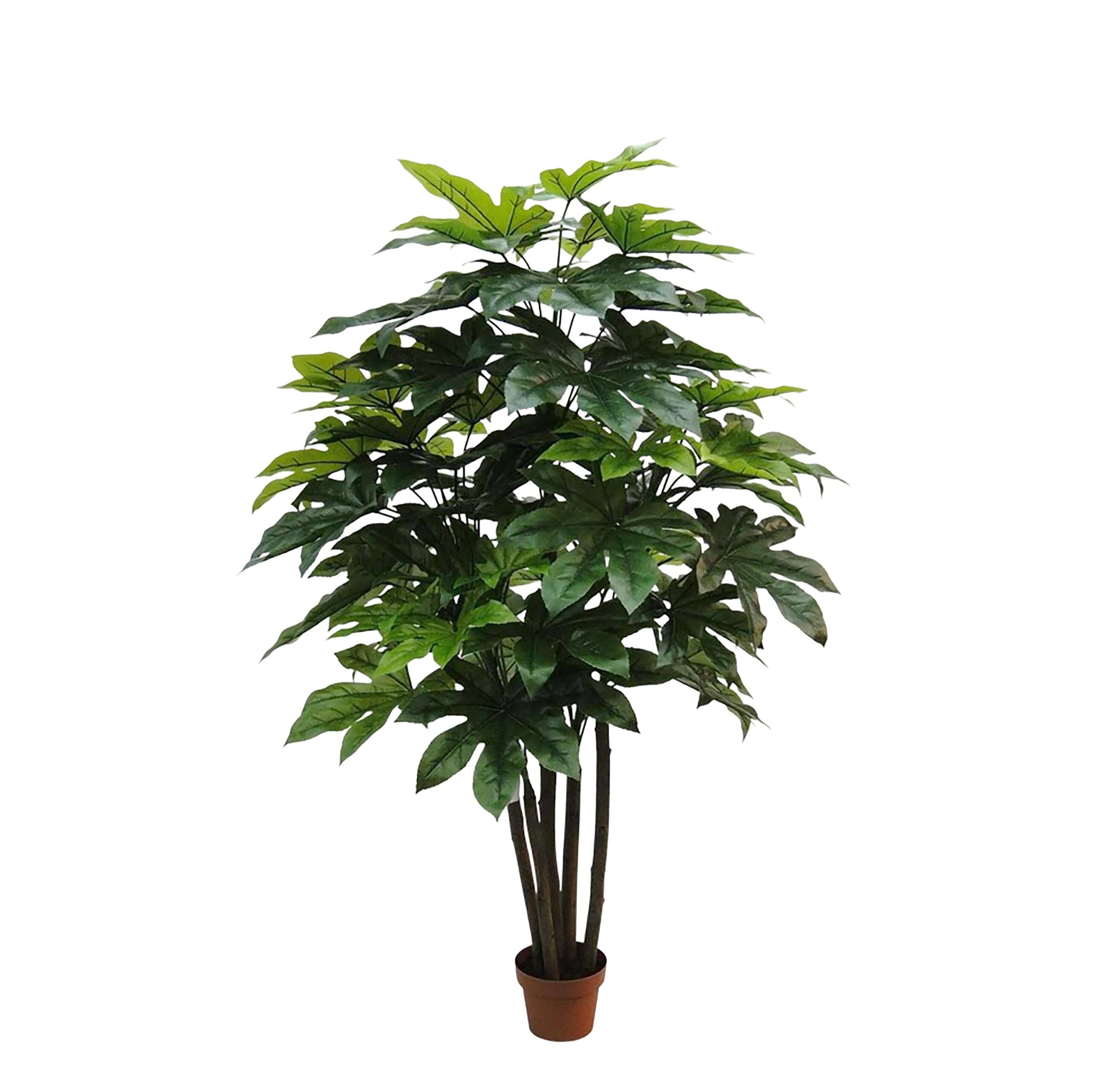 aralia