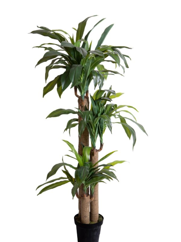 DRACENA TRONCO DELLA FELICITA 150 CM VERDE