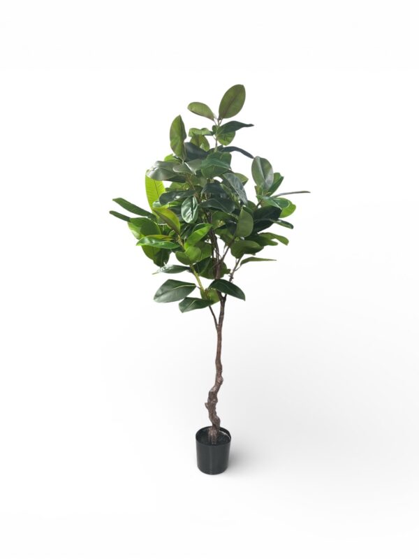 PIANTA FICUS ELASTICA