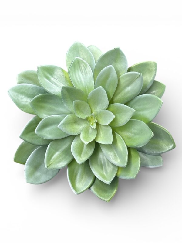 PIANTA GRASSA ECHEVERIA ARTIFICIALE