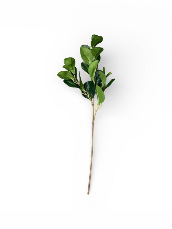 Ramo Verde Peperomia