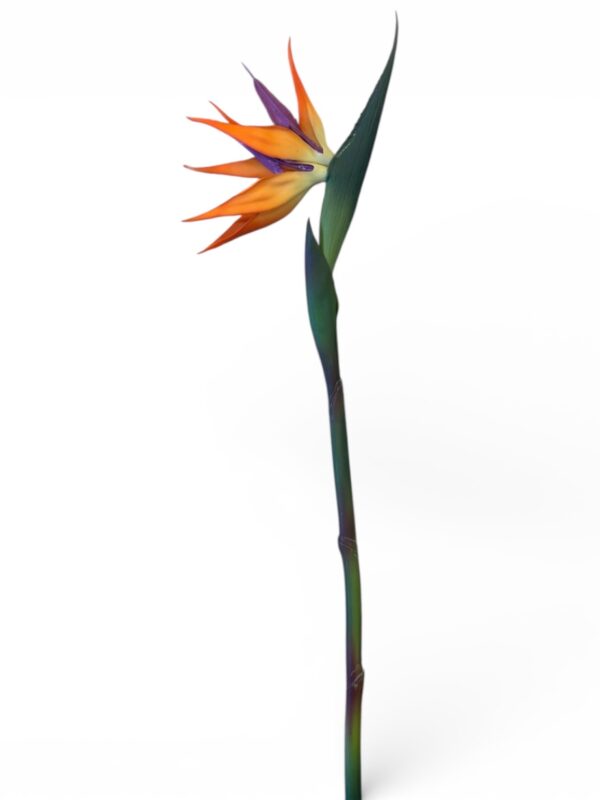 STERLIZIA FIORE ARTIFICIALE