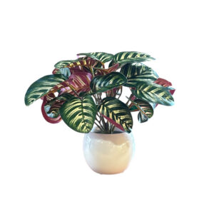 Calatea Artificiale UV Proof