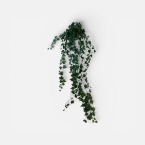 Edera Pendente Rampicante 180 cm