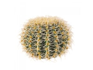 Cactus Grusone 30cm