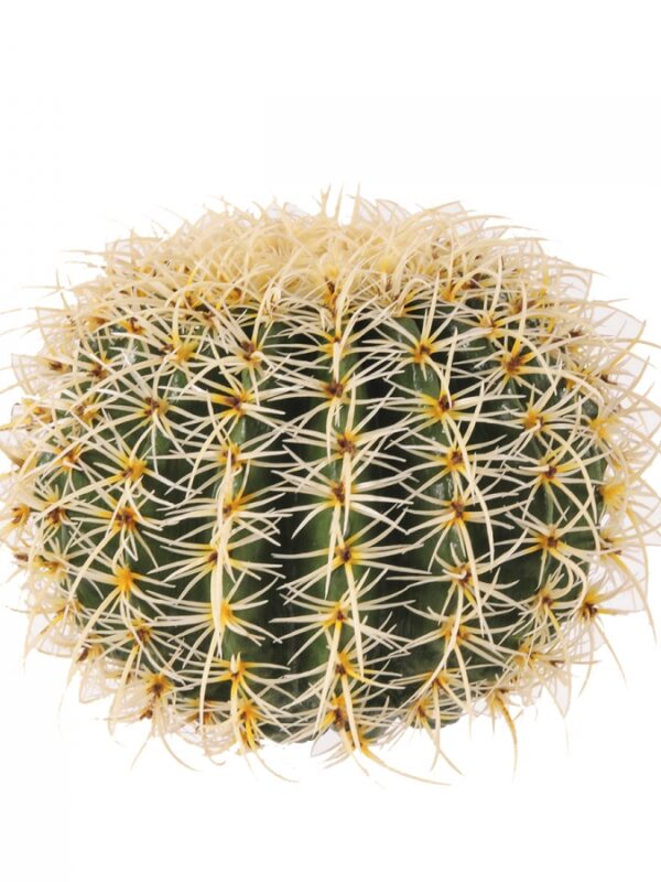 Cactus Grusone 30cm