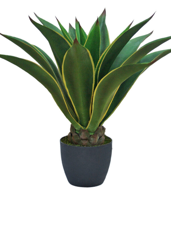 Aloe Agave Artificiale Variegata